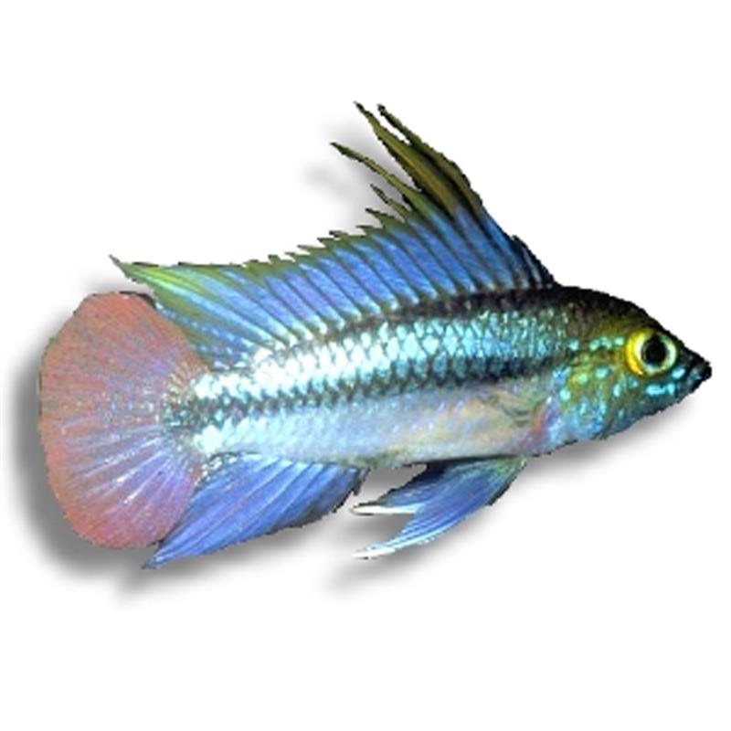 Apistogramma trifasciatum - imagine 6